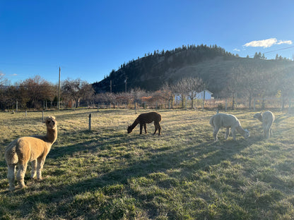 Folie Flower Farm