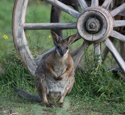 Kangaroo Creek Farm