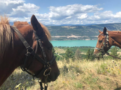 Okanagan Stables Horse Rides