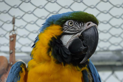 Parrot Island Sanctuary