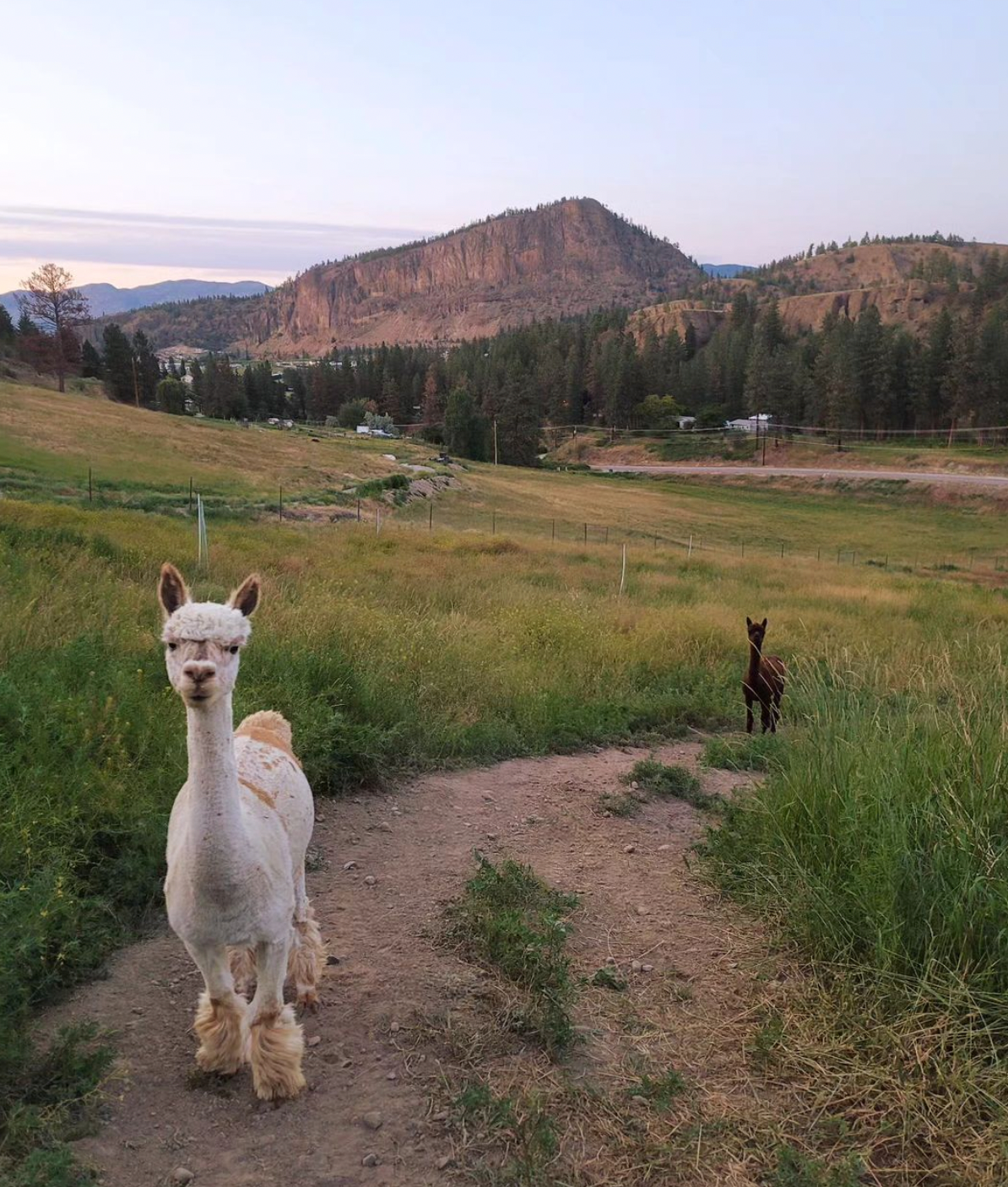 Ve Oh Lay Acres Petting Farm & Honey Winery