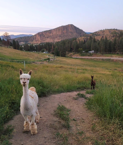 Ve Oh Lay Acres Petting Farm & Honey Winery