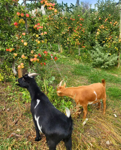 Ve Oh Lay Acres Petting Farm & Honey Winery