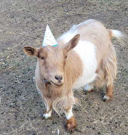 Gotta Goat Farm, Goat Yoga + Birthdays