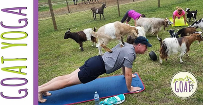 Gotta Goat Farm, Goat Yoga + Birthdays