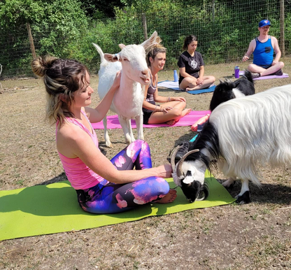 Gotta Goat Farm, Goat Yoga + Birthdays