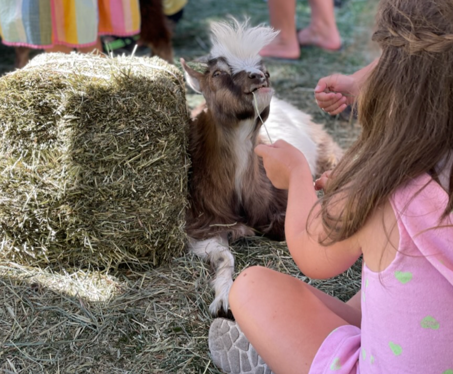 Gotta Goat Farm, Goat Yoga + Birthdays