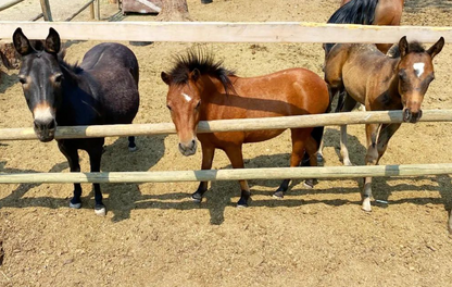 Wildhorse Mountain Ranch